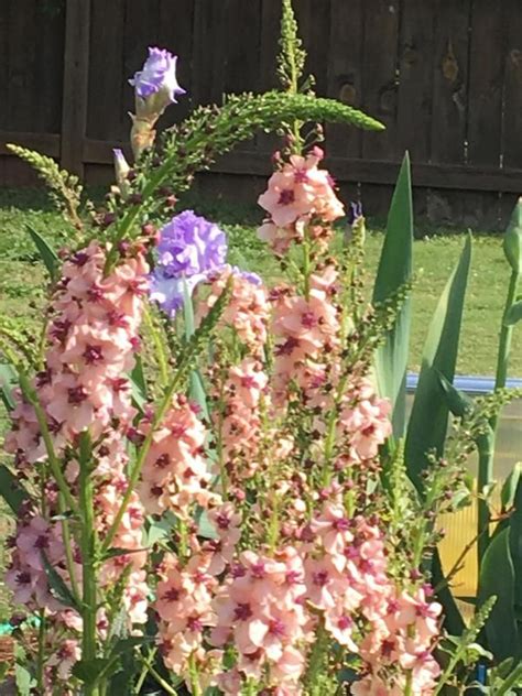 Their foliage and flowers make an excellent foundation for other plants, so try use the lists below to find plants that can take the heat and humidity in your southern garden. Verbascum, Southern Charm Hybrid in 2020 (With images ...