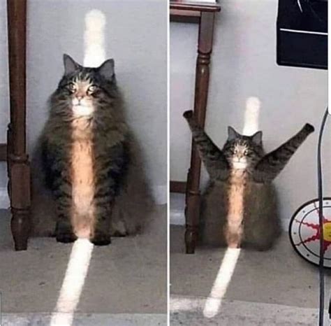 Cursed Cats — Im Back We Must Commence The Cursed Cat Funny