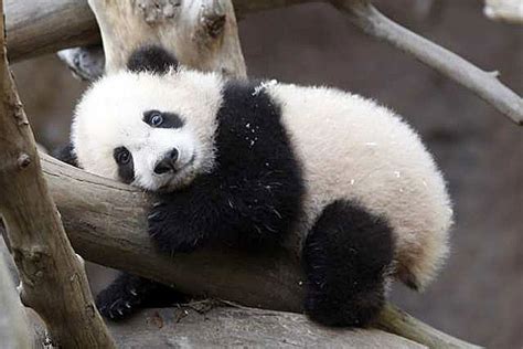 Animal Photo Cute Baby Panda Pictures
