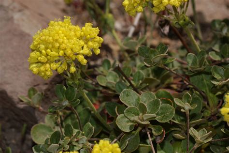 Sulfur Flower Buckwheat Blooms June To August Sun Requirement