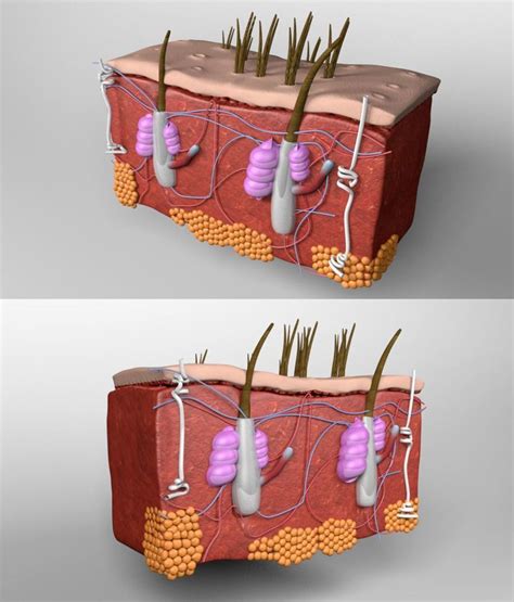 Human Skin Anatomy 3d Model Cgtrader