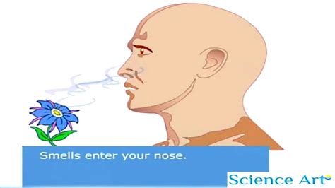 Olfactory Nose