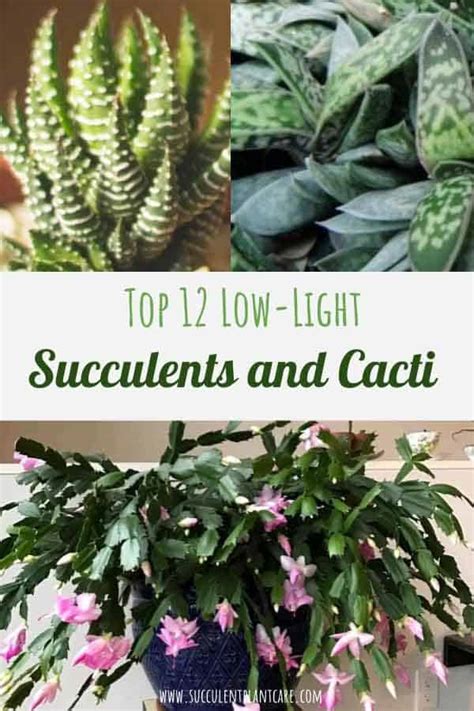 Succulents That Dont Need Sunlight Best Succulent Ideas