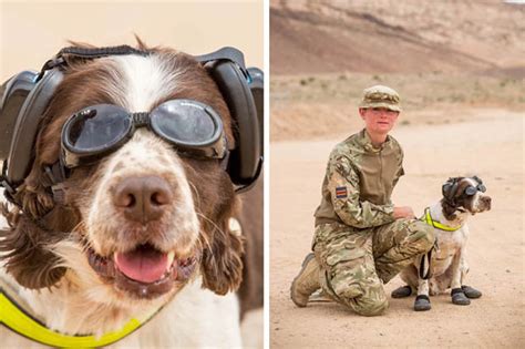 Special Battle Kit For Dogs Of War Daily Star