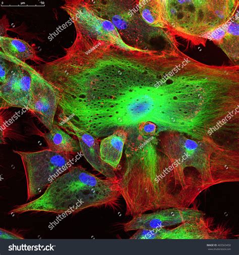 Real Fluorescence Microscopic View Human Skin Stock Photo 465563450