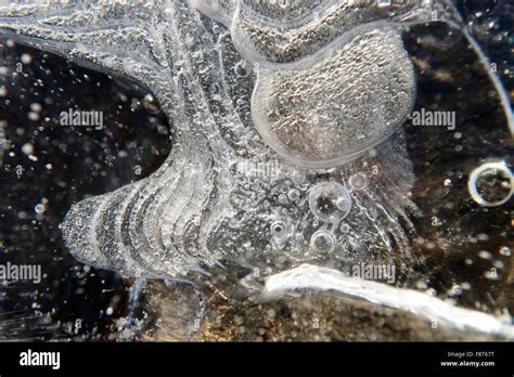 Air Bubbles In Ice Stock Photo Alamy