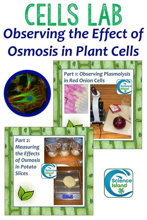 A single layer of plant cells is placed on a microscope slide and either distilled water or 5% sodium chloride solution is added to the cells. Osmosis Lab: Observing the Effects of Osmosis in Plant ...