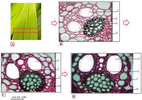 Cross Sections Of Vascular Bundle Tissues Of Phragmites Australis The