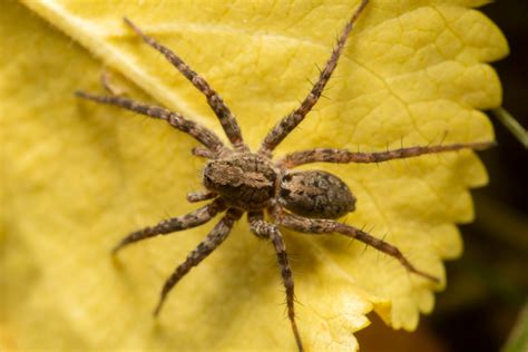 The Ultimate Guide To Getting Rid Of Grass Spiders Bug Box