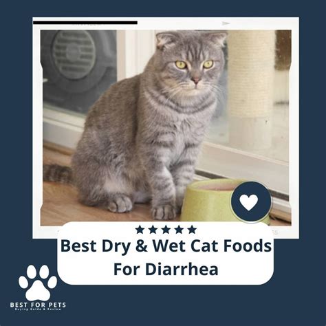 The 15 Best Dry And Wet Cat Foods For Diarrhea