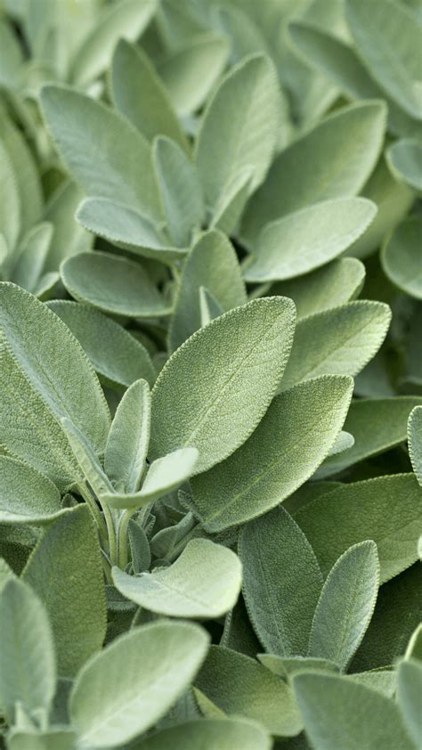 Aesthetic Wallpapers Sage Green