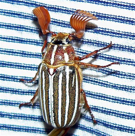 Ten Lined June Beetle Polyphylla Decemlineata Male Beetle Insect