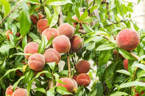 Peaches Ripe Sweet Peach Fruits Grow On A Peach Tree Branch In The