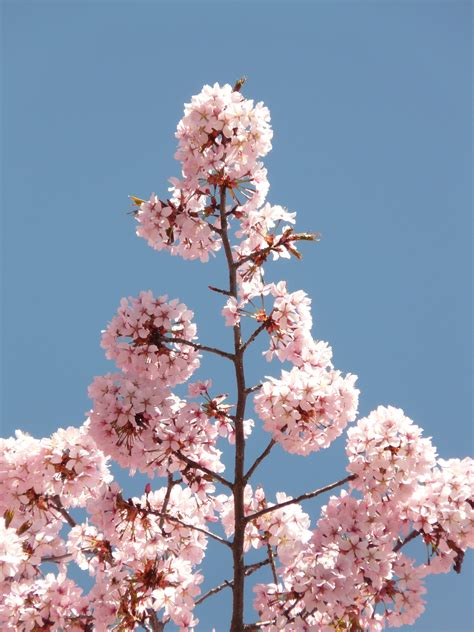 Fotos Gratis árbol Rama Florecer Primavera Produce Botánica