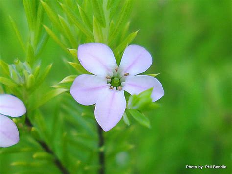 Maybe you would like to learn more about one of these? Flower of Coleonema pulchrum, sunset gold - Friends of Te ...