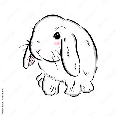 Drawing Illustration Of Cute Holland Lop Bunny On White Background