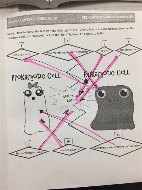 Some of the worksheets for this concept are amoeba sisters video recap alleles and genes, amoeba sisters video recap, amoeba sisters meiosis answer key pdf, genetics genetics and more genetics, biology. Prokaryotes Vs Eukaryotes Worksheet Answers | Kids Activities