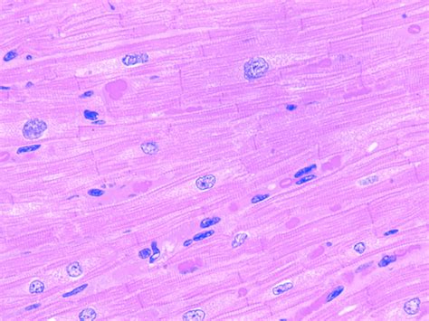 Cardiac Muscle Cardiac Muscle Cell Histology Slides Tissue Types My