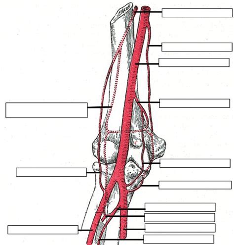Arteries Of The Upper Limb Kwizmi Medical