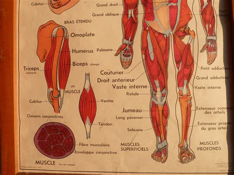 These muscles help the body bend at the waist. Vintage French Posters Botany Animals Anatomy, old World ...
