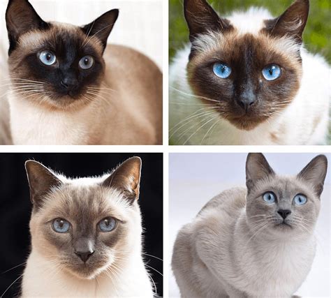 The Siamese Cat Your Elegant Intelligent And Talkative