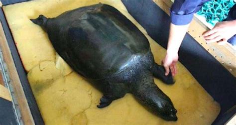Last Known Giant Yangtze Softshell Turtle Female Dies