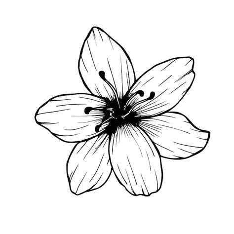 Premium Vector Lily Flower Line Drawing In Sketch Style