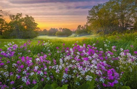 🇨🇦 Flowery Meadow At Sunrise Ontario By Don Luo 🌸🌾 Nov 04 2021
