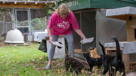 Cats Find A Loving Home At Jackson Feline Sanctuary