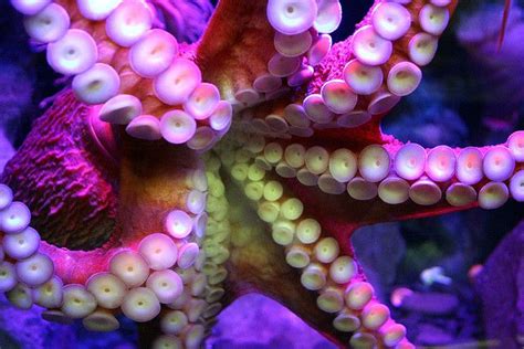 Giant Pacific Octopus Enteroctopus Dofleini Photo By Fstopboy