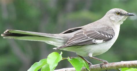 Florida Considers Ousting Mockingbird As Official State Bird Cbs Miami