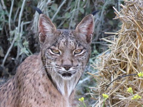 Impressive in beauty and function, the oven can easily be built into your outdoor kitchen or placed on a countertop or freestanding cart. WWF Rescue Newborn Iberian Lynx Kittens - Madrid Metropolitan