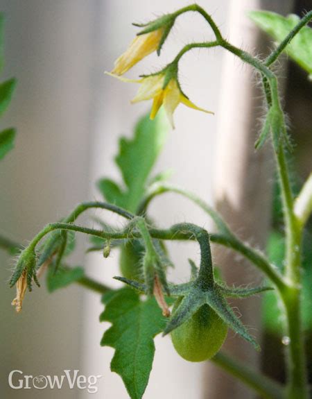 How Long After Flowering Do Tomatoes Appear My Heart Lives Here