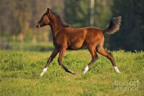 Bay Arabian Foal Photograph By Rolf Kopfle Fine Art America