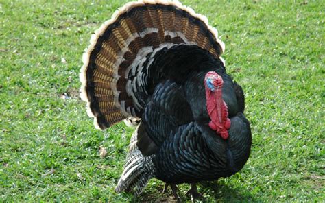 How To Sex A Turkey 14 Tips And Lessons On Wild Turkeys Mother Farmland