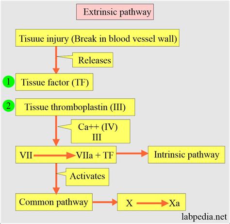 Coagulation Part Blood Coagulation Process Coagulation Factors And Factors Deficiency