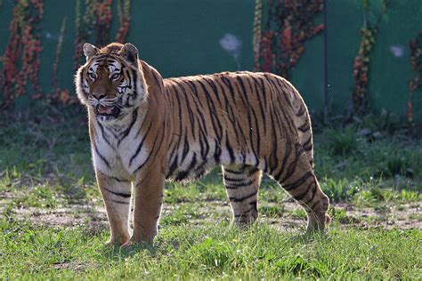 El tigre, or el tigre ii is the half superhero and half supervillain form of manny rivera. Tigre - Safari Ravenna loc. Mirabilandia
