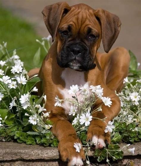 Boxer El Exótico Mundo De Querald Boxer Dogs Cute Dogs Boxer Puppies