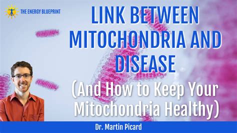 Dr Martin Picard On The Link Between Mitochondria And Disease And How