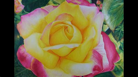 Drawing Realistic Yellow Rose Youtube