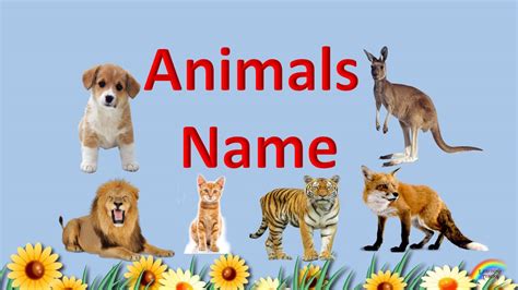 Animals Name Youtube