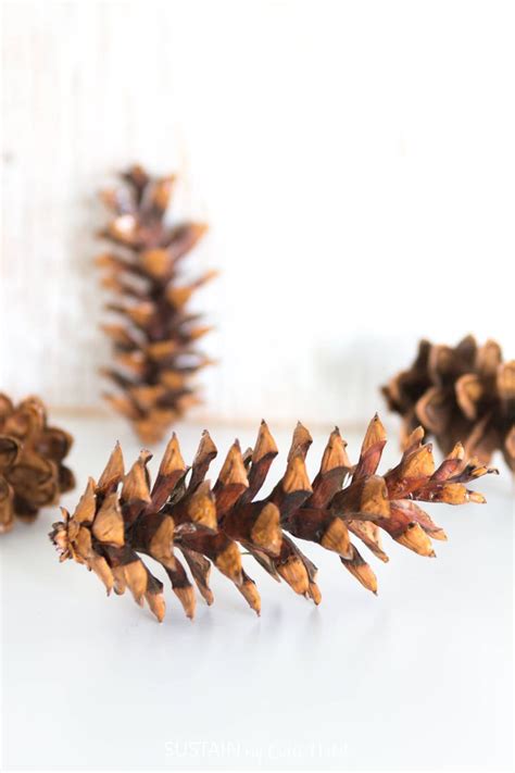 Eastern White Pine Cones Large Bulk Natural Untreated Sanitized