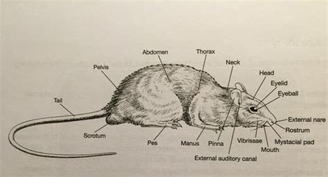 Anatomy External Rat Anatomy Flashcards Quizlet