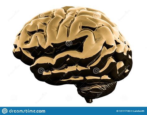 Golden Glossy Brain Isolated On A White Background. 3D Illustration ...