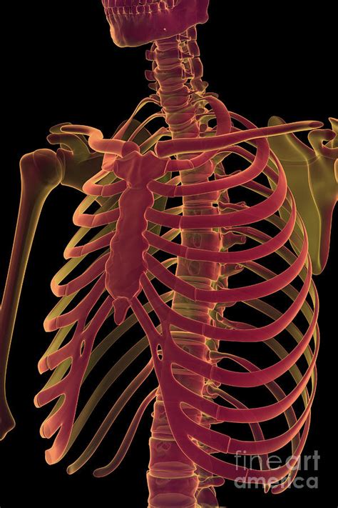 The Rib Cage 1 Photograph By Science Picture Co Pixels
