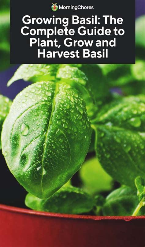 Growing Basil The Complete Guide To Plant Care And Harvest Basil