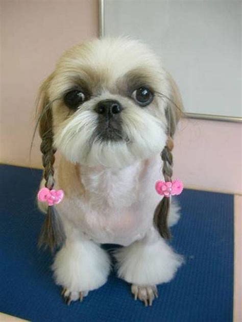 23 Weird Dog Hairdos That Will Make You Laugh Or Cringe