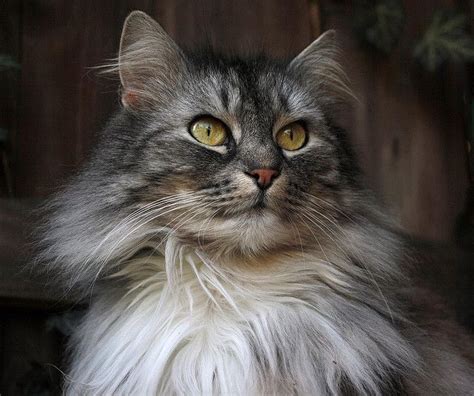 Grey Norwegian Forest Cat Grey Kitties Unite Pinterest