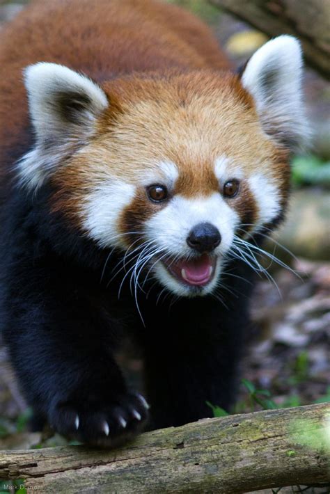 Red Panda Smile Mark Dumont Flickr