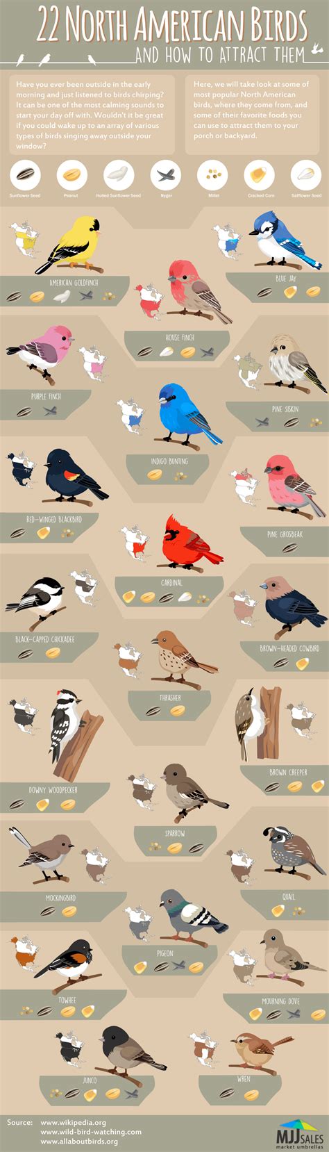 22 North American Birds And How To Attract Them Infographic